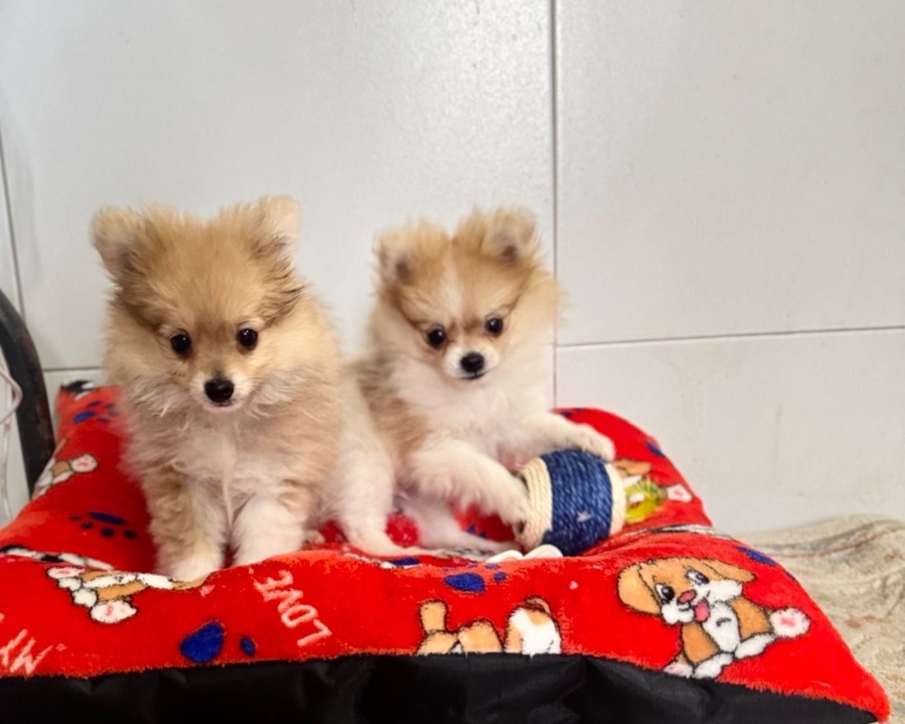 Male 6 month old Pomeranians