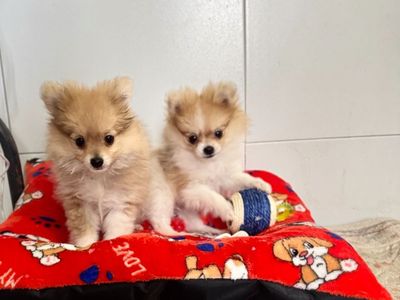 Male 6 month old Pomeranians