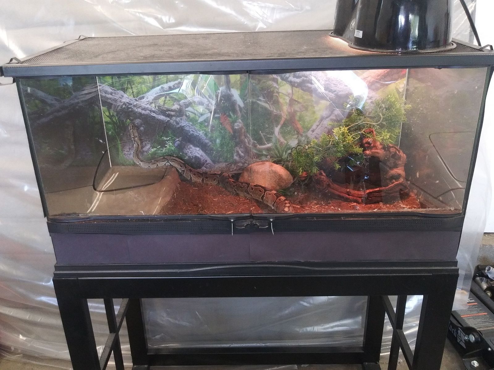 Python with Habitat for sale