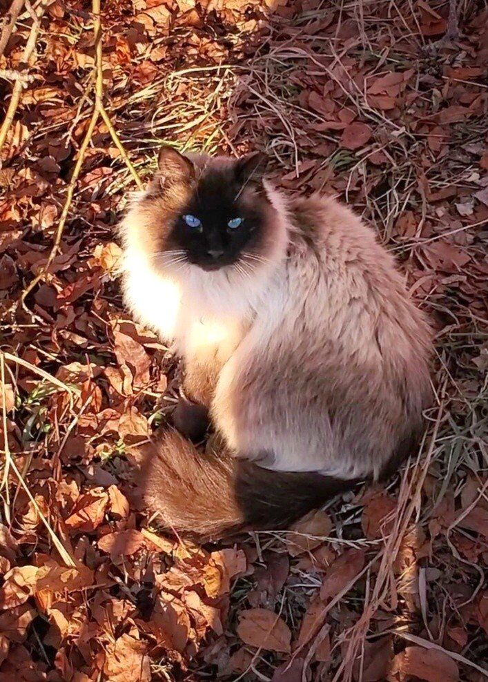 Lost Cat in Kaysville