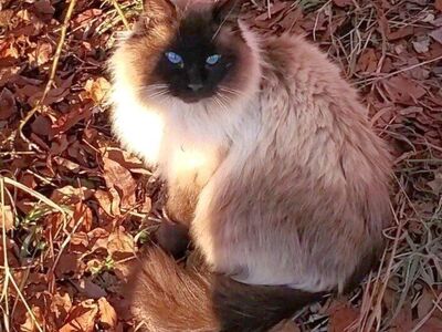 Lost Cat in Kaysville