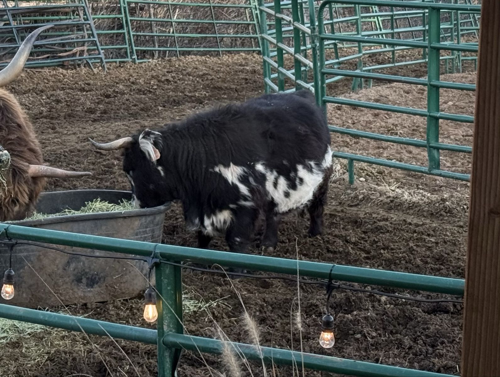Beautiful Highpark Cow with bull calf