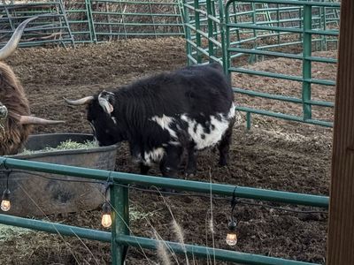 Beautiful Highpark Cow with bull calf