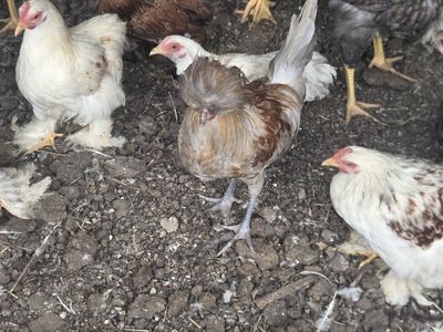 Young Polish Cockrells