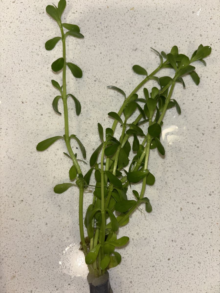 Aquatic Stem And Floating Plants