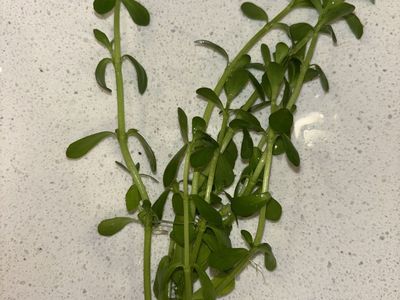 Aquatic Stem And Floating Plants