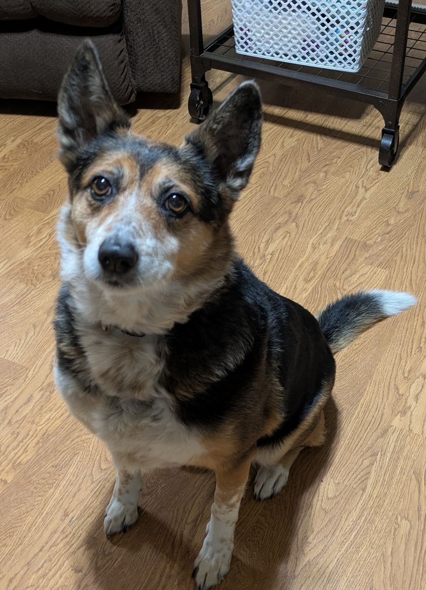 9 year old Australian cattle dog for sale