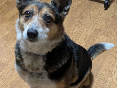9 year old Australian cattle dog for sale