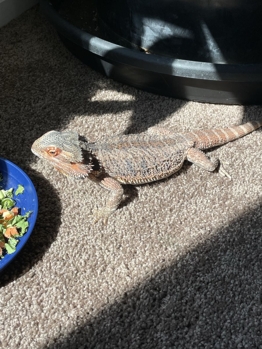 Free bearded dragon