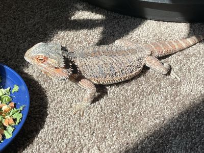 Free bearded dragon
