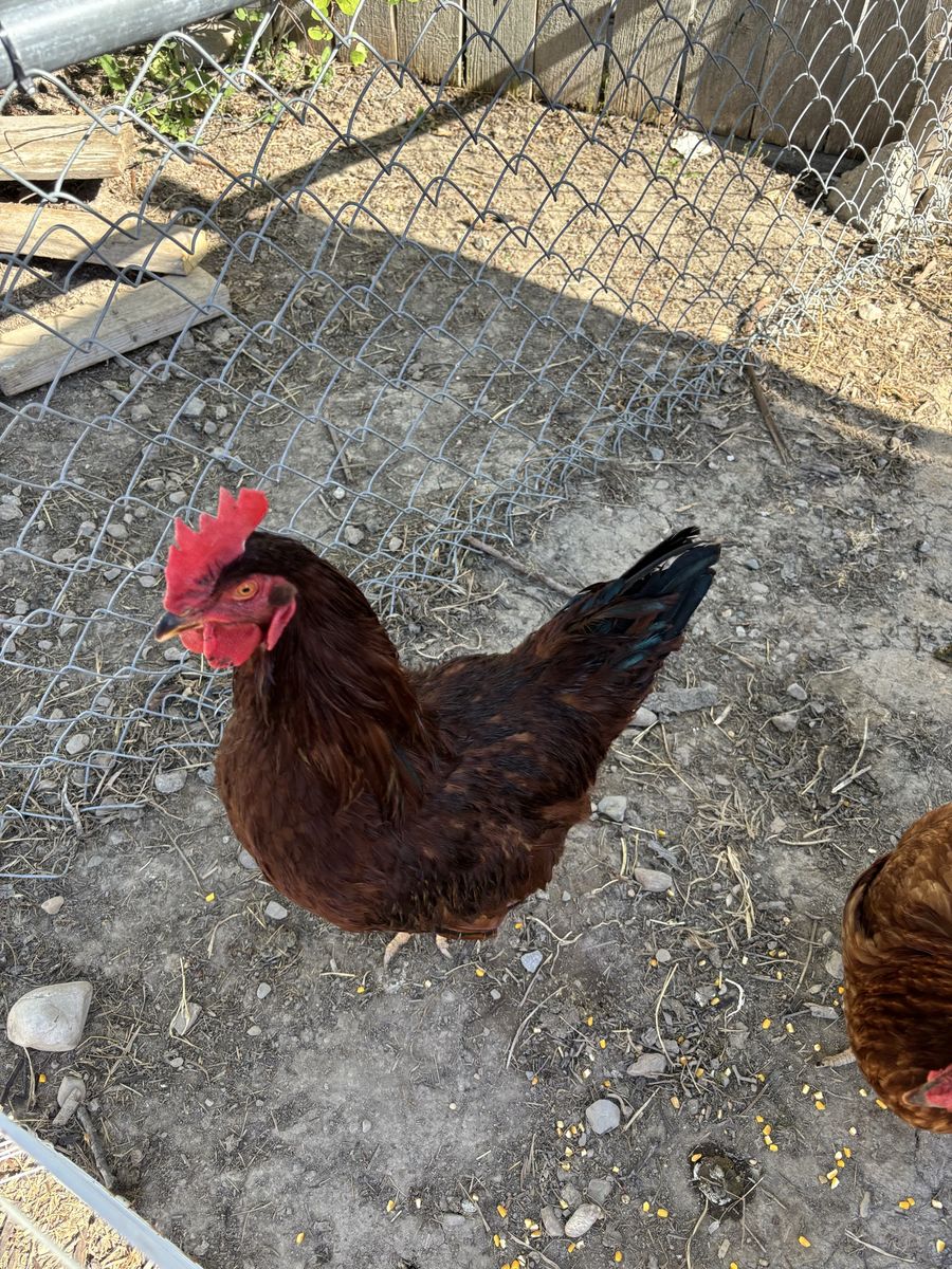 Rhode Island Red rooster