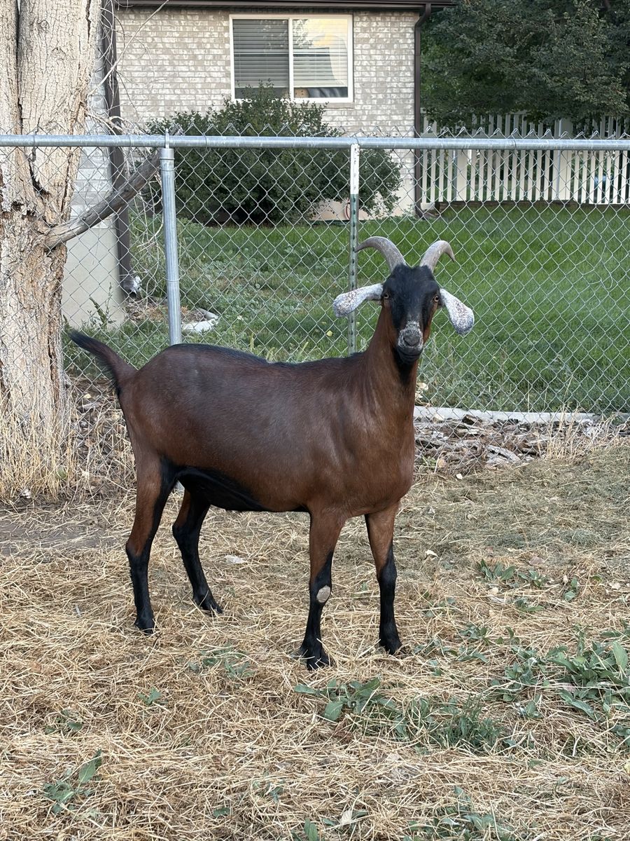 Nubian-cross goat