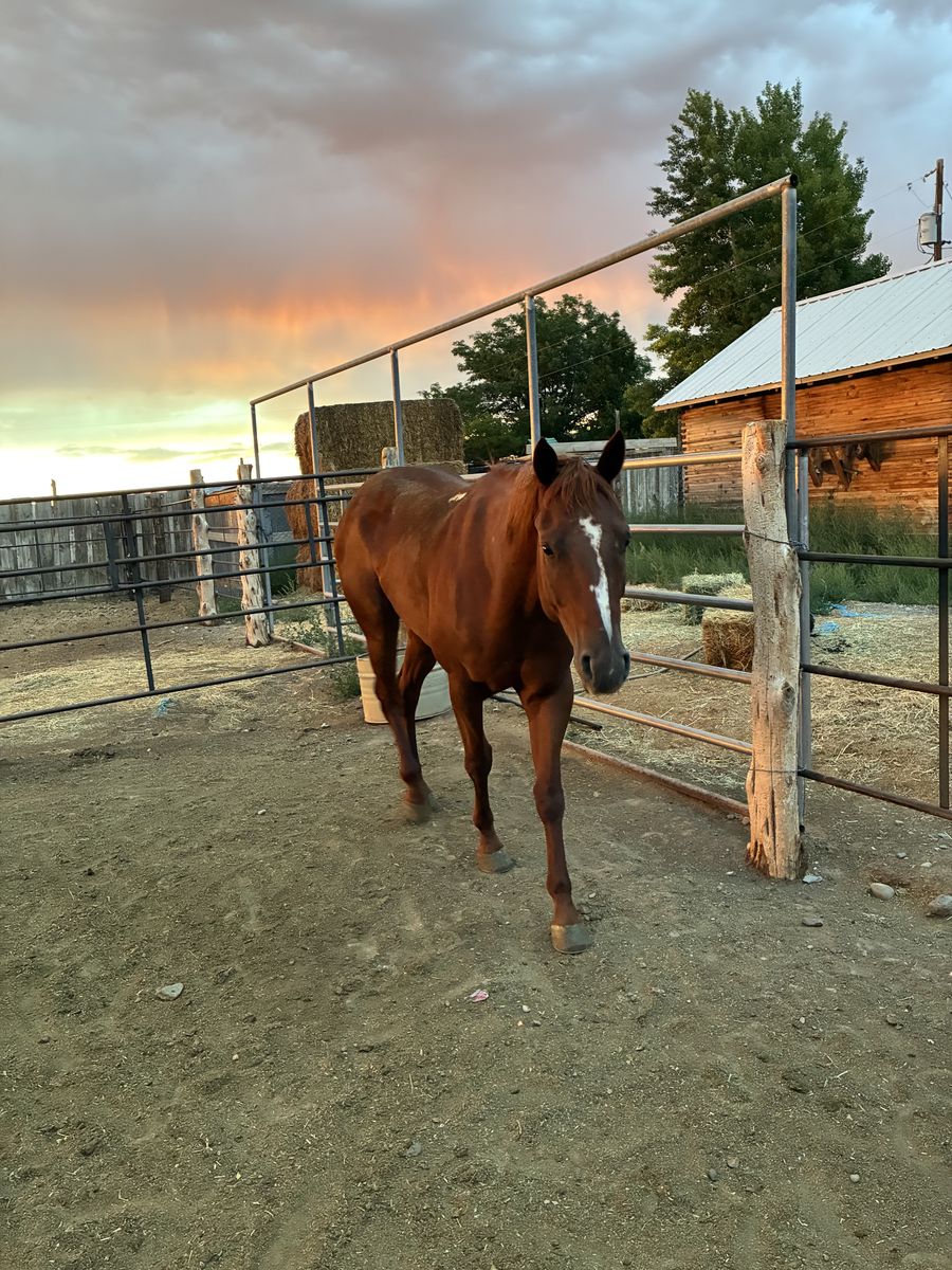 Aqha 4 year old gelding 