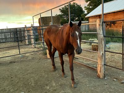 Aqha 4 year old gelding
