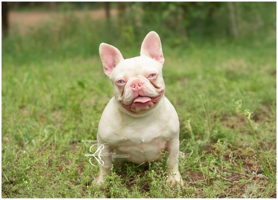 full pink female frenchie