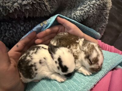 Easter Bunnies are here!