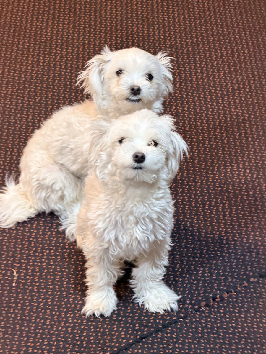 2 Maltese Pups