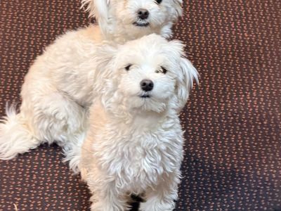 2 Maltese Pups