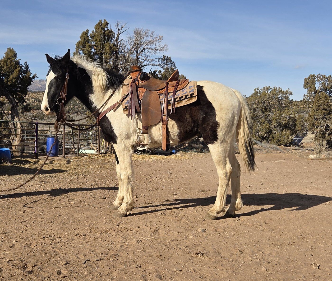 3 year old gypsy thoroughbred gelding