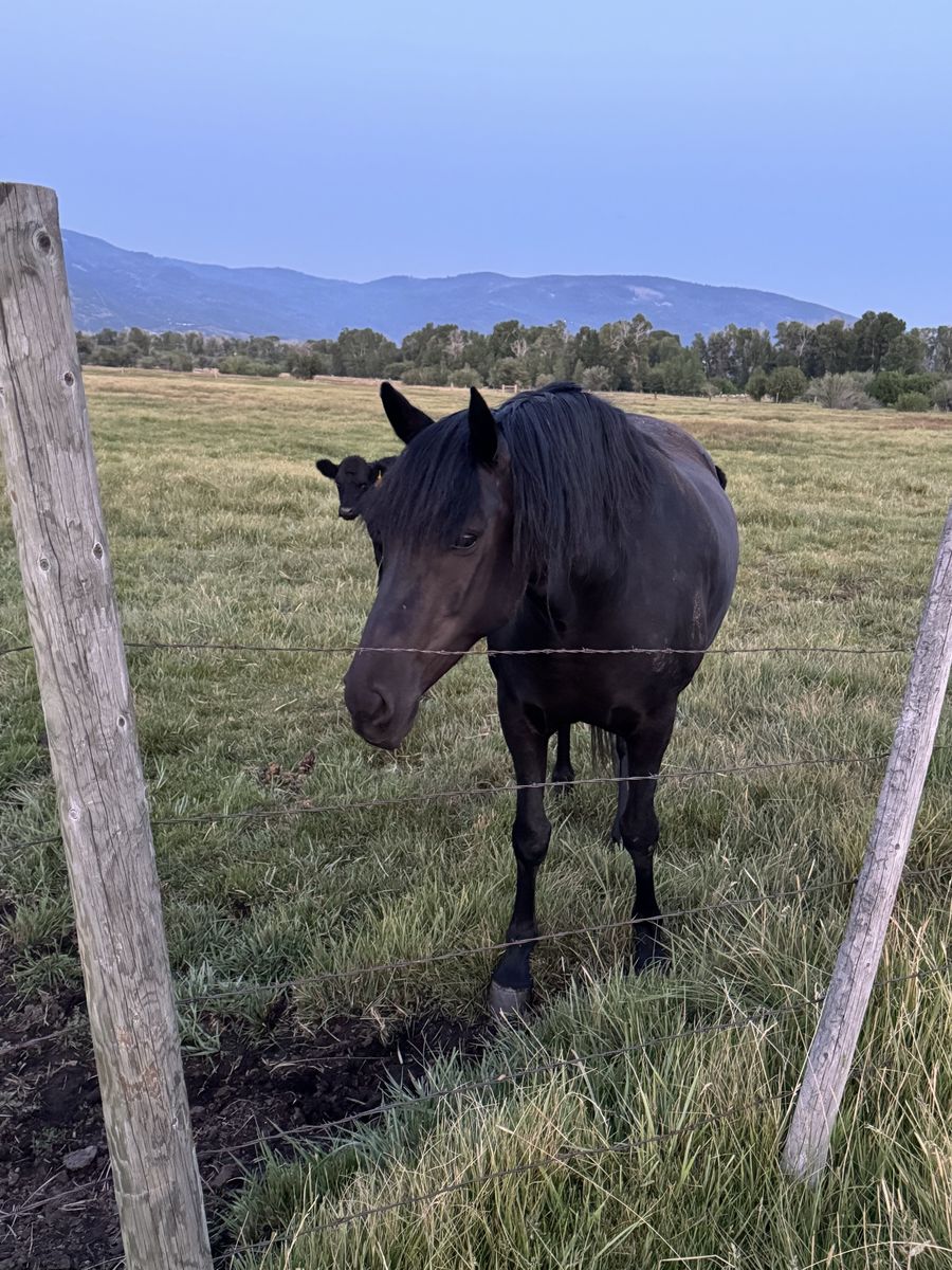 Beautiful Mustang mare