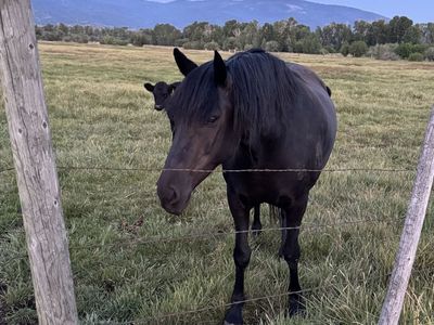 Beautiful Mustang mare