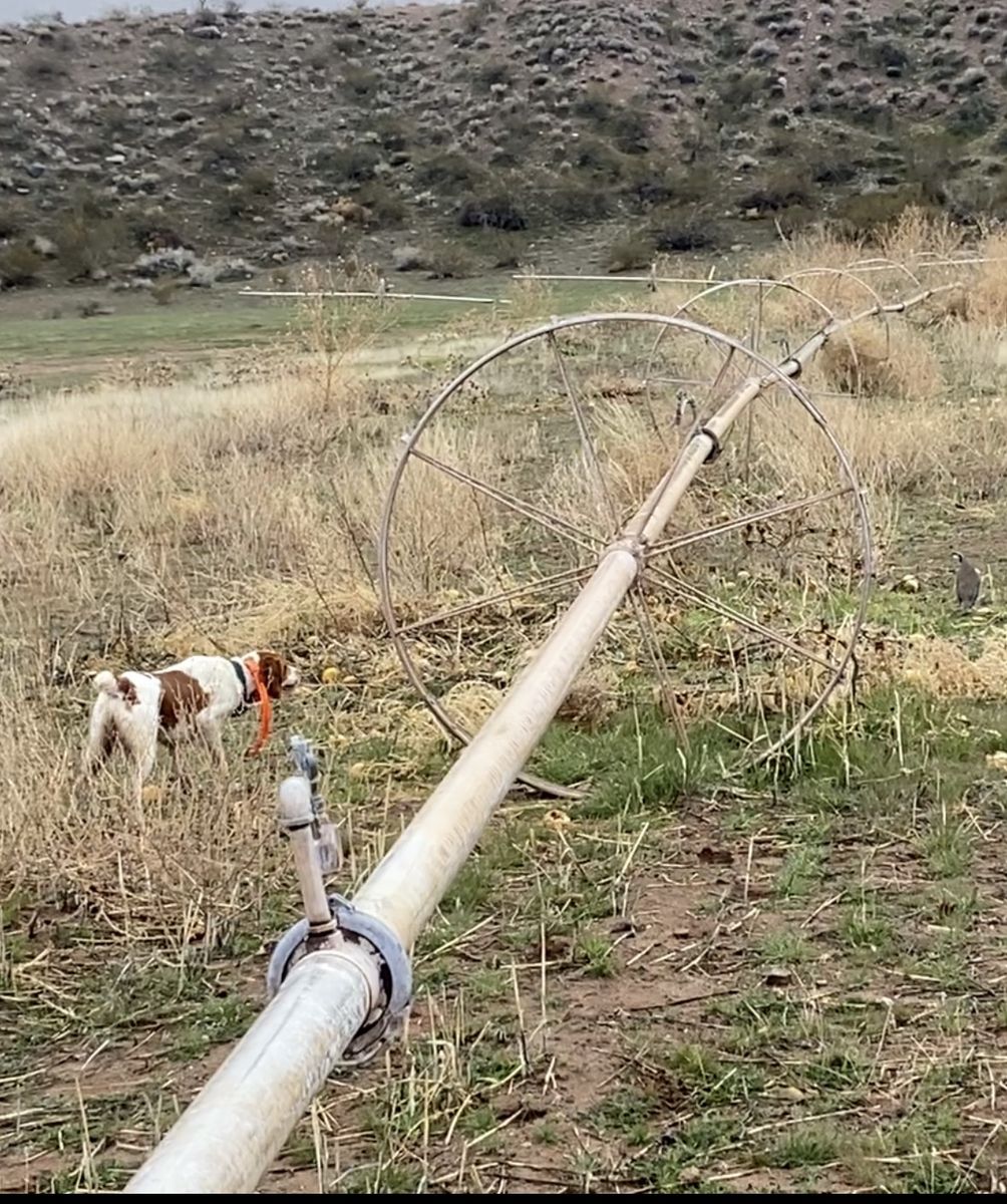Hunting Brittany Spaniel Dogs