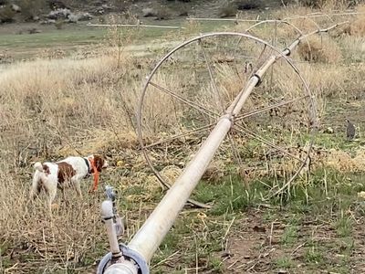 Hunting Brittany Spaniel Dogs