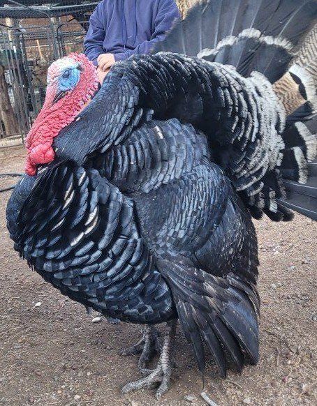 Narragansett turkeys