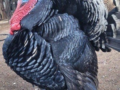 Narragansett turkeys