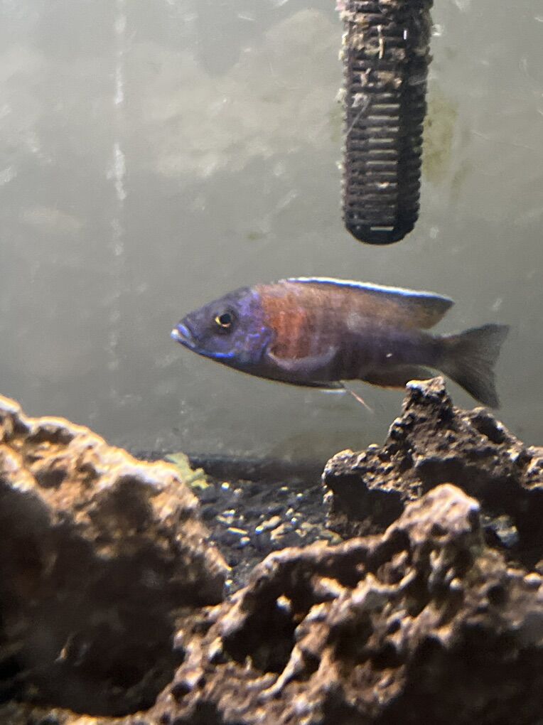 Red Shoulder Peacock Male Cichlid