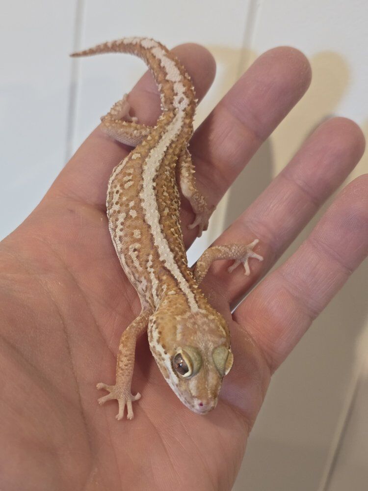 Pictus Geckos