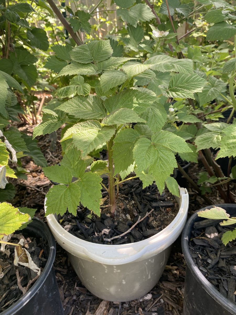 Raspberry Plants 🪴