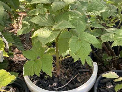 Raspberry Plants 🪴