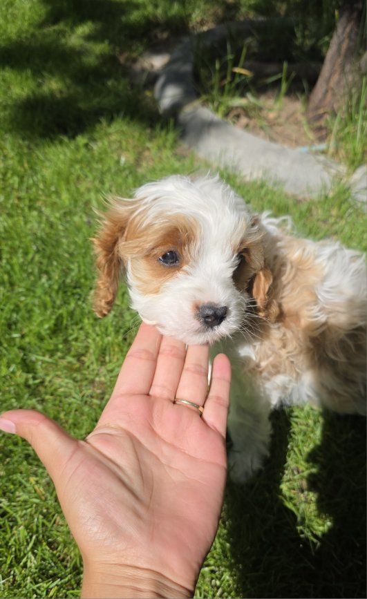 6-10lbs Toy Cavapoo puppy King Charles / Toy poodle