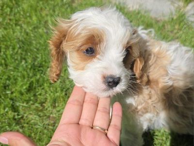 6-10lbs Toy Cavapoo puppy King Charles / Toy poodle