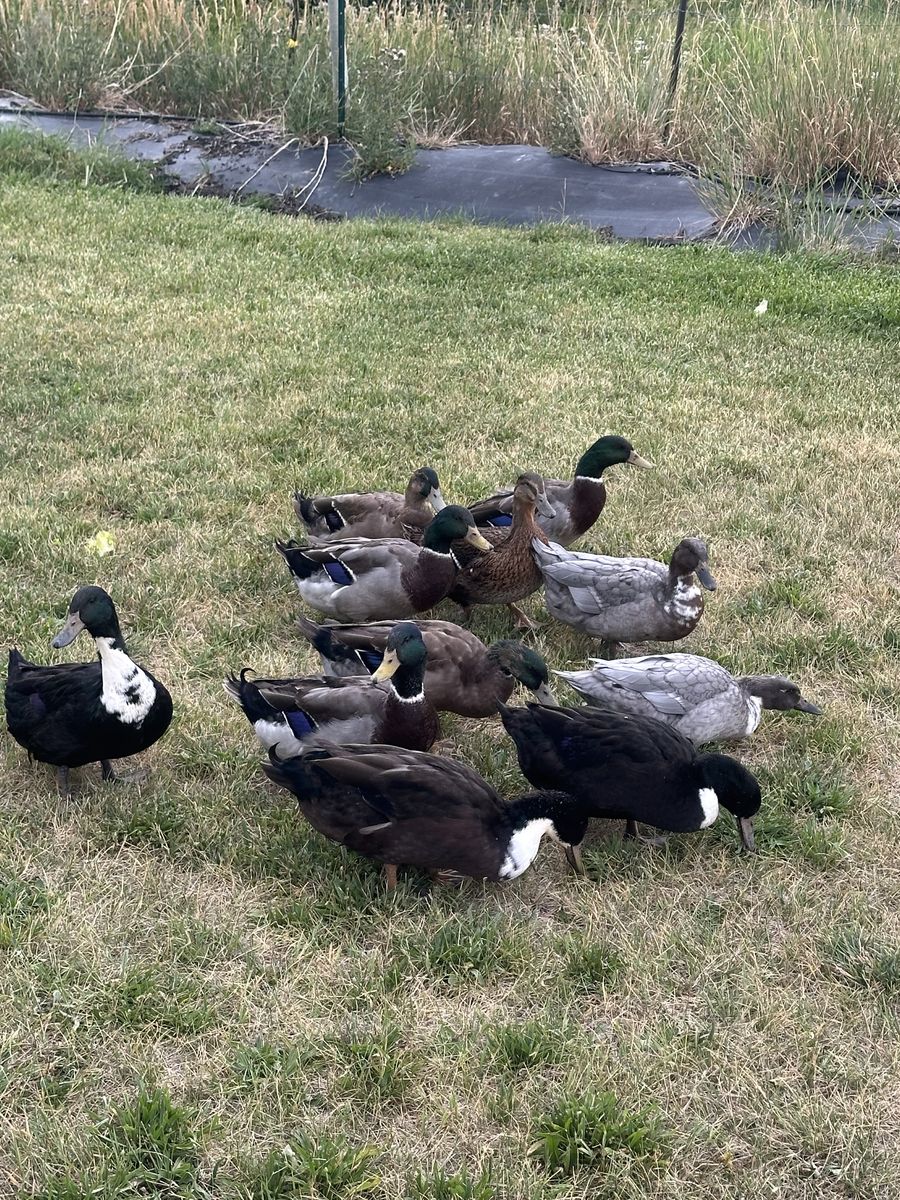 FREE male ducks 