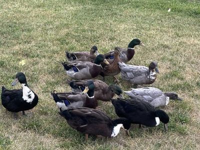 FREE male ducks