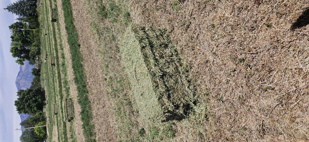 Hay!