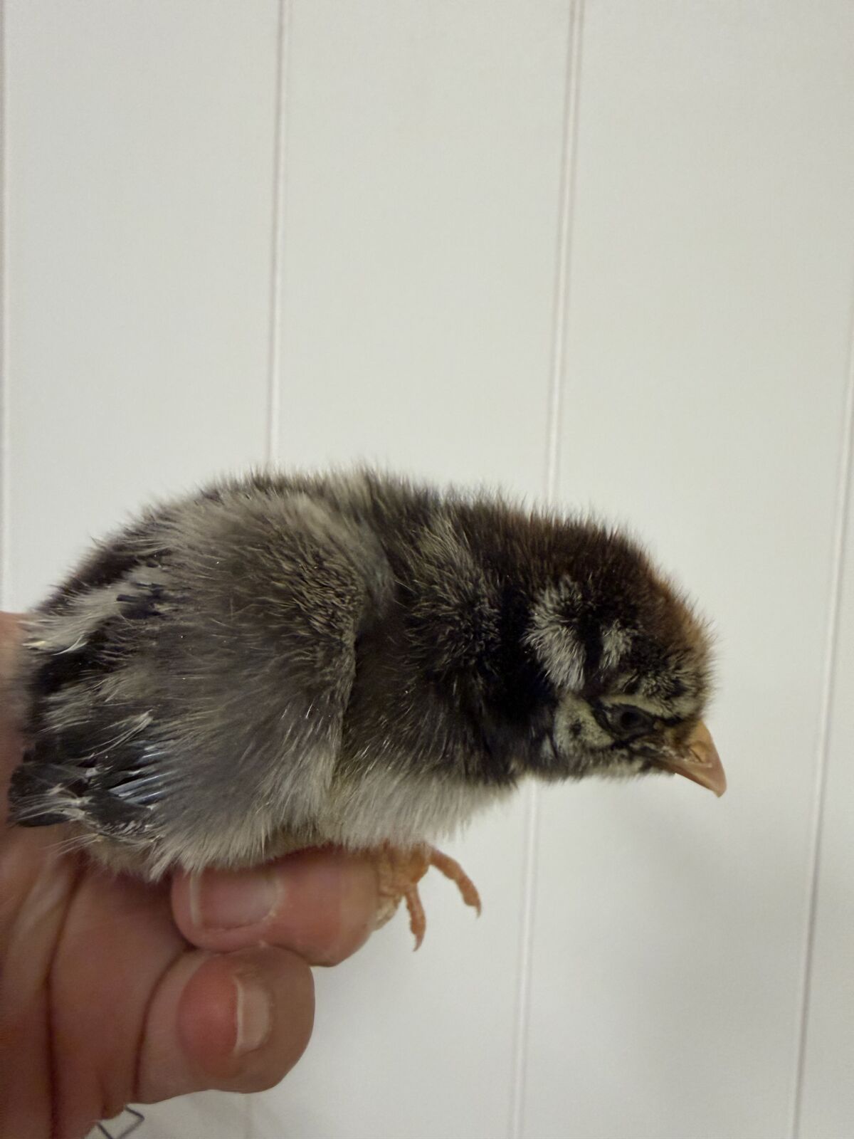 Extremely rare Sexed chicks pullets