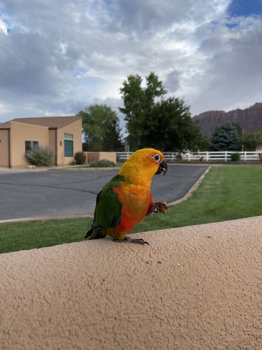 Jenday Conure Rio