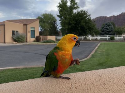 Jenday Conure Rio
