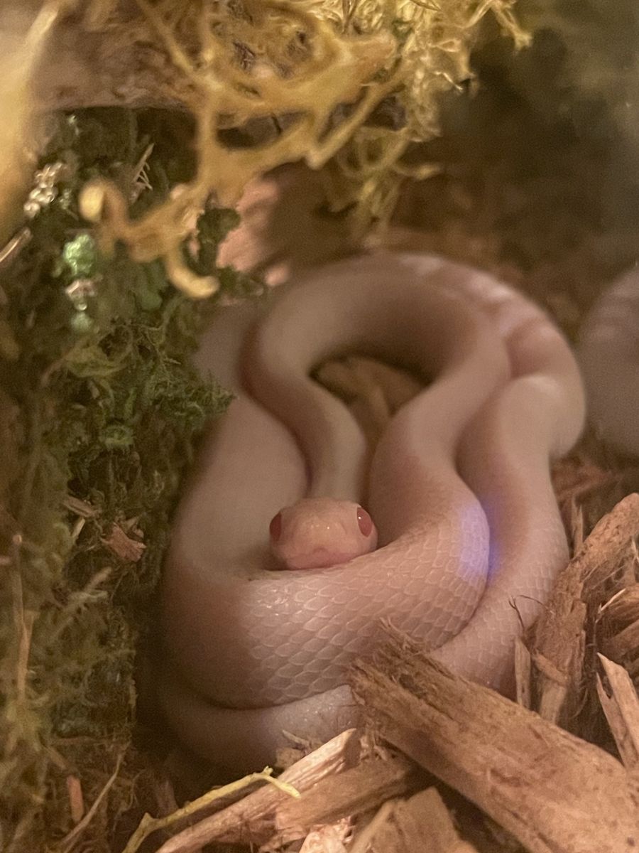 Blizzard Corn Snake + Enclosure
