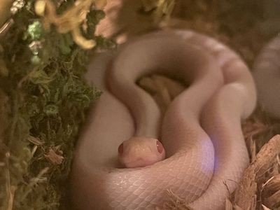 Blizzard Corn Snake + Enclosure
