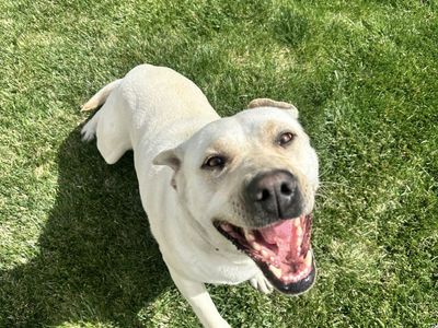 Purebred White Lab