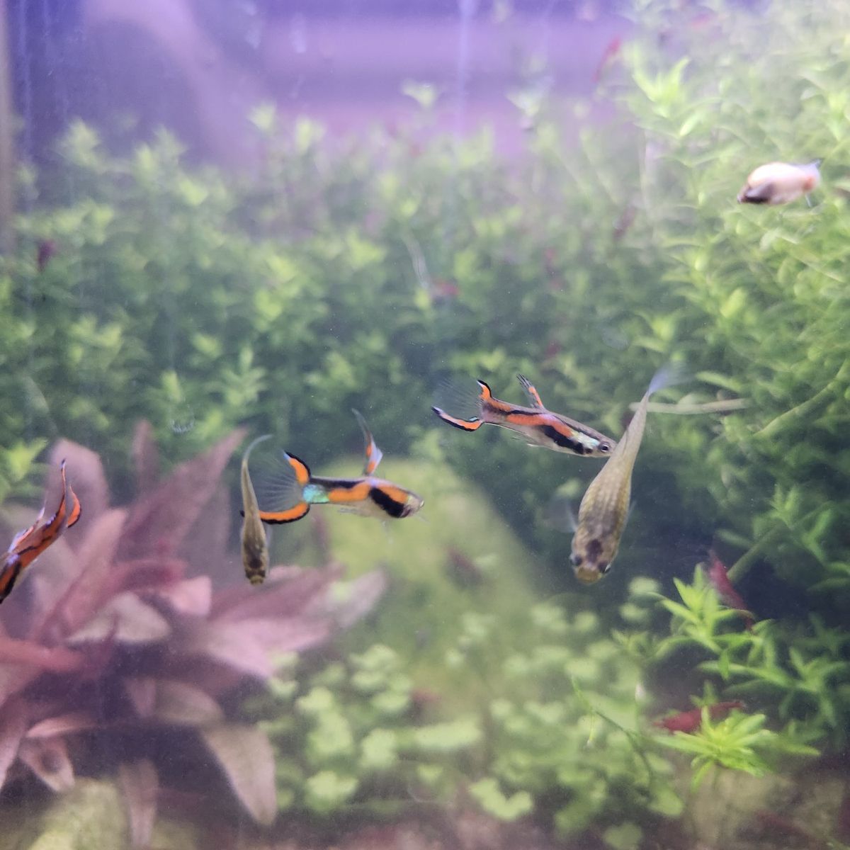 Endler's livebearer