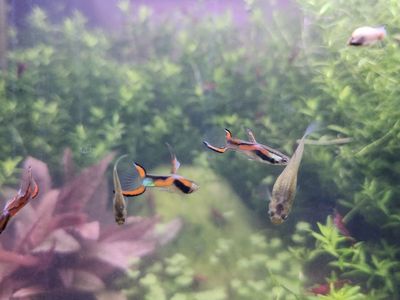 Endler's livebearer