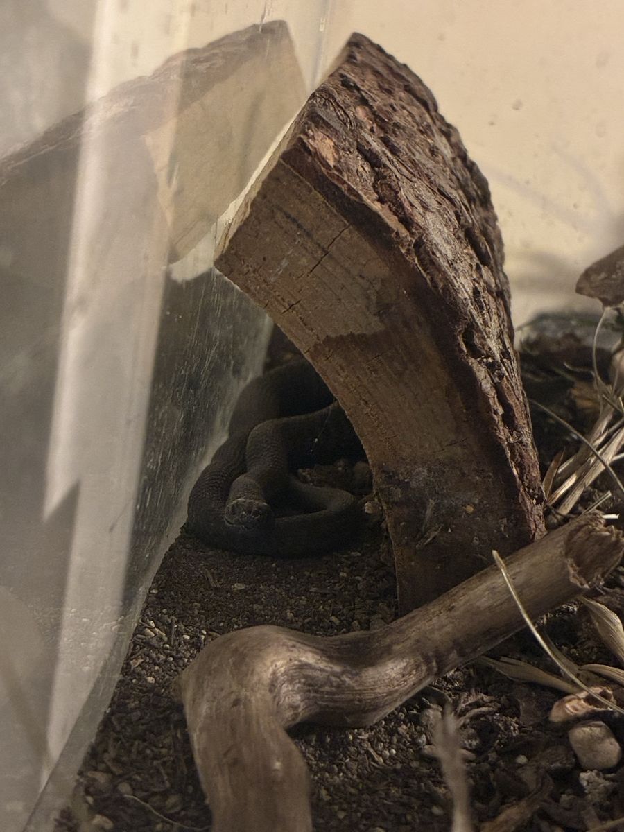 Snake