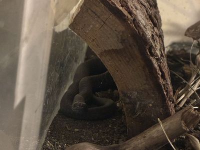 Snake