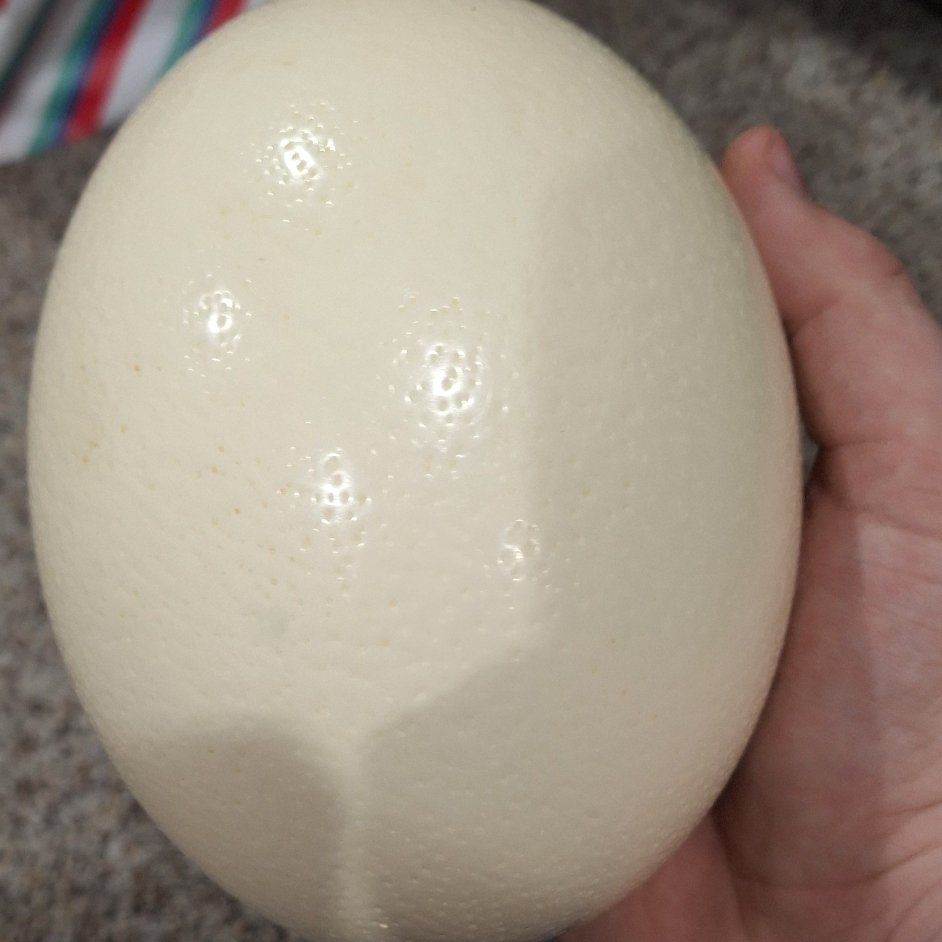 Blown Ostrich Eggs