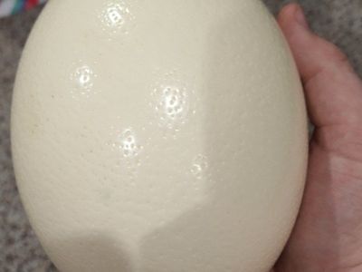 Blown Ostrich Eggs